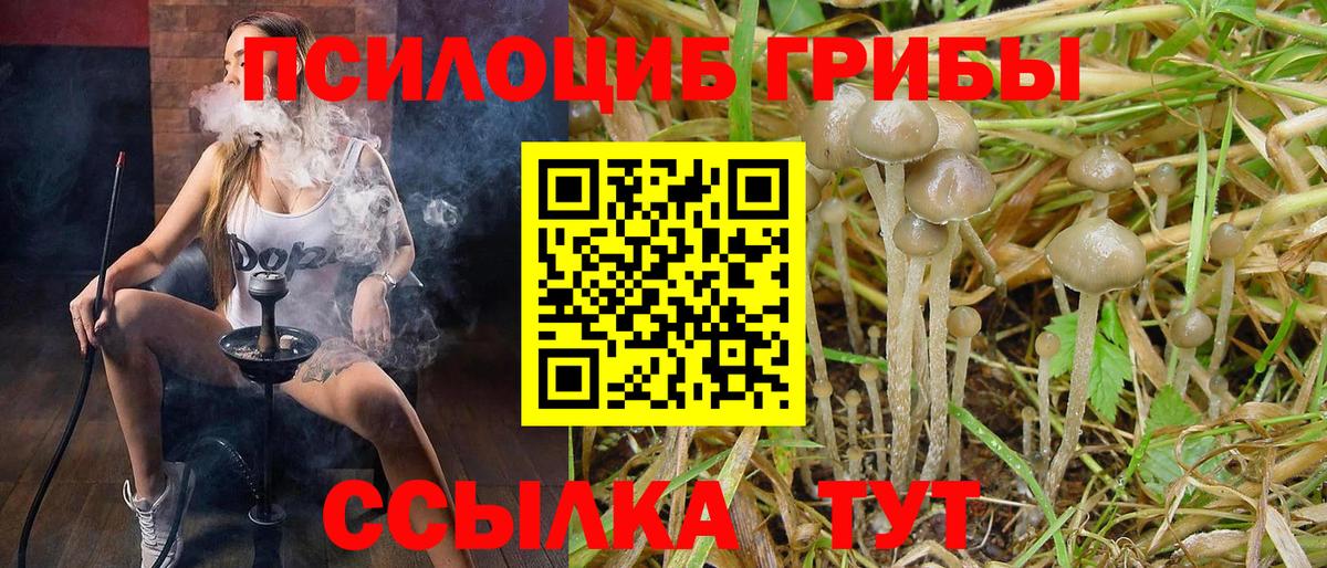 Псилоцибиновые грибы MAGIC MUSHROOMS  Галлюциногенные грибы Psilocybine cubensis  Чехов  Вход с VPN 